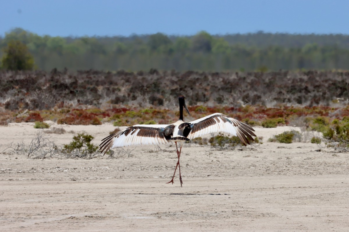Jabiru asiarra - ML646337132