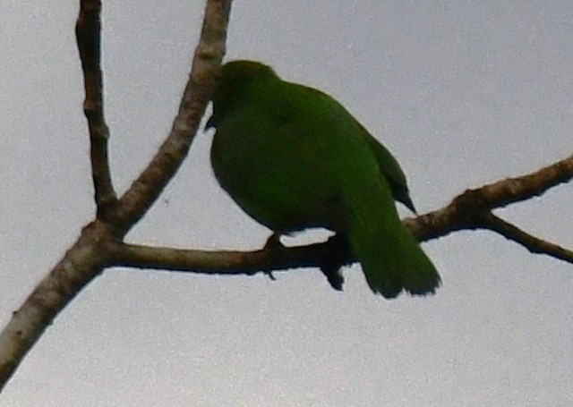 Golden-fronted Leafbird - ML646337133
