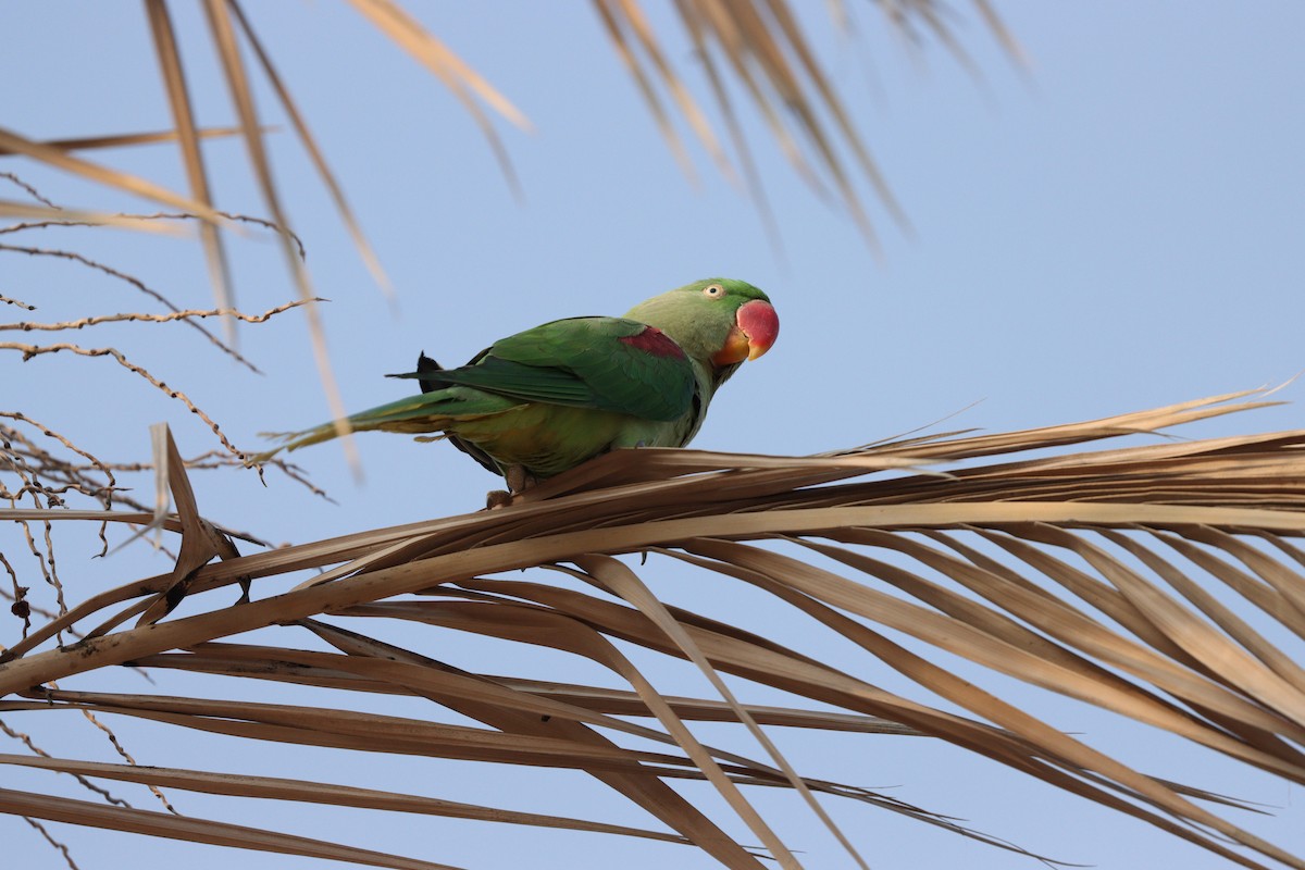 Papagai alexandriarra - ML646337138