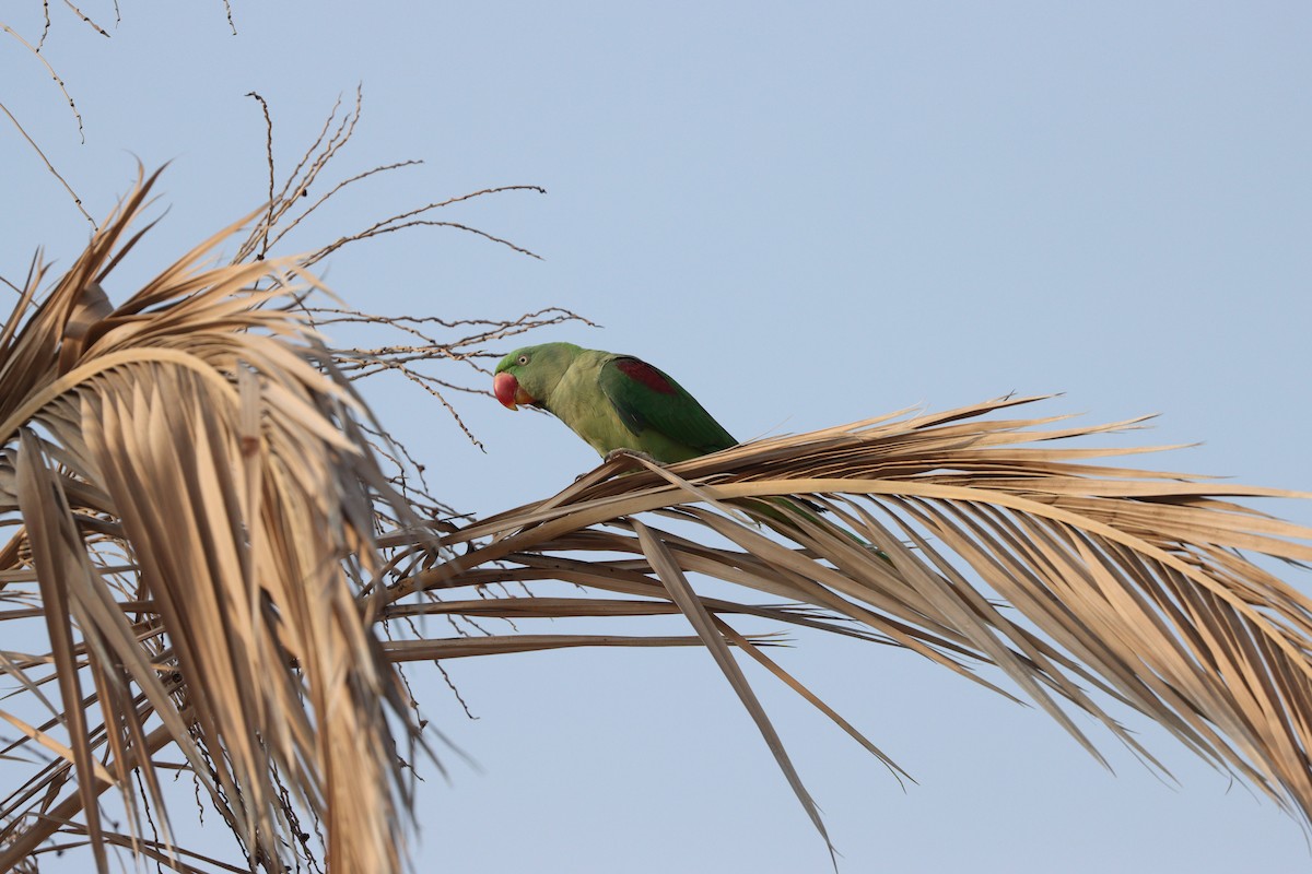 Papagai alexandriarra - ML646337139