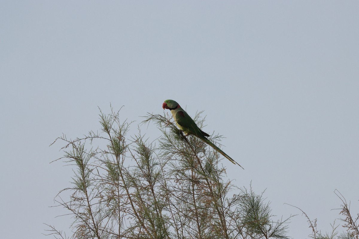 Papagai alexandriarra - ML646337141