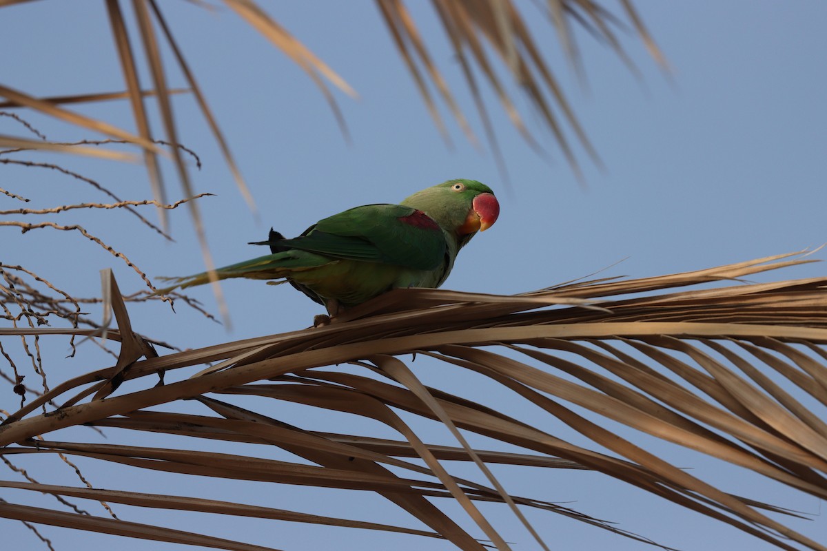 Papagai alexandriarra - ML646337143