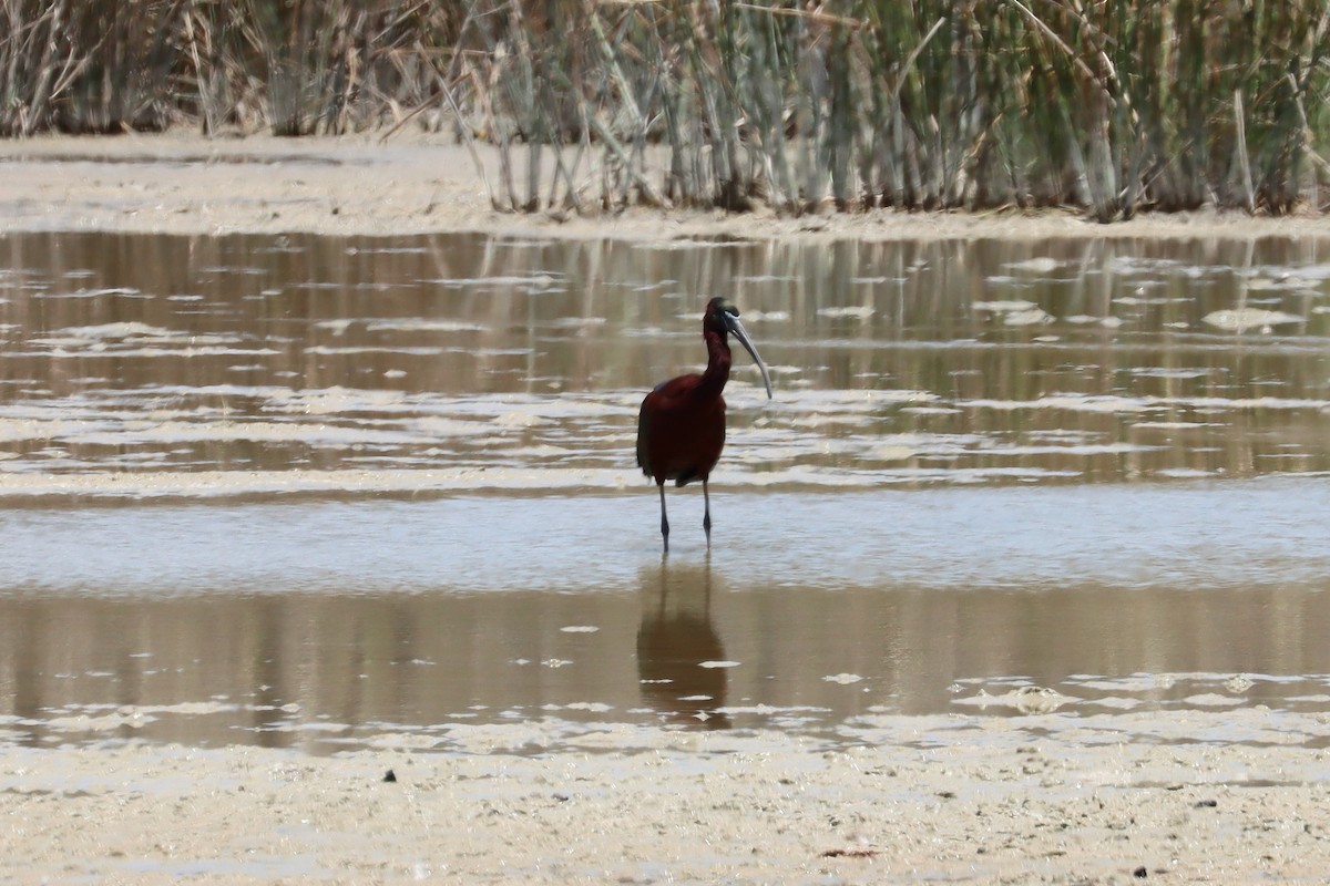 Beltzaran arrunta - ML646337146