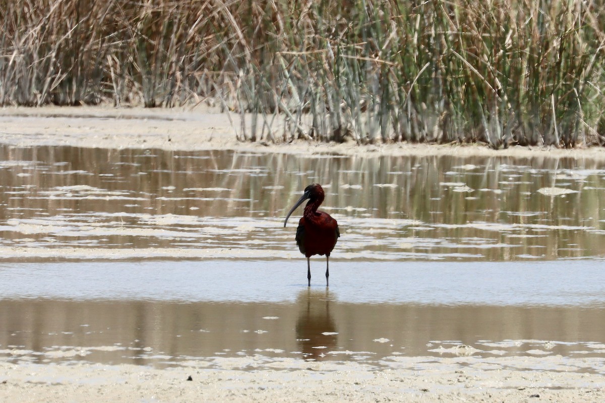 Beltzaran arrunta - ML646337147