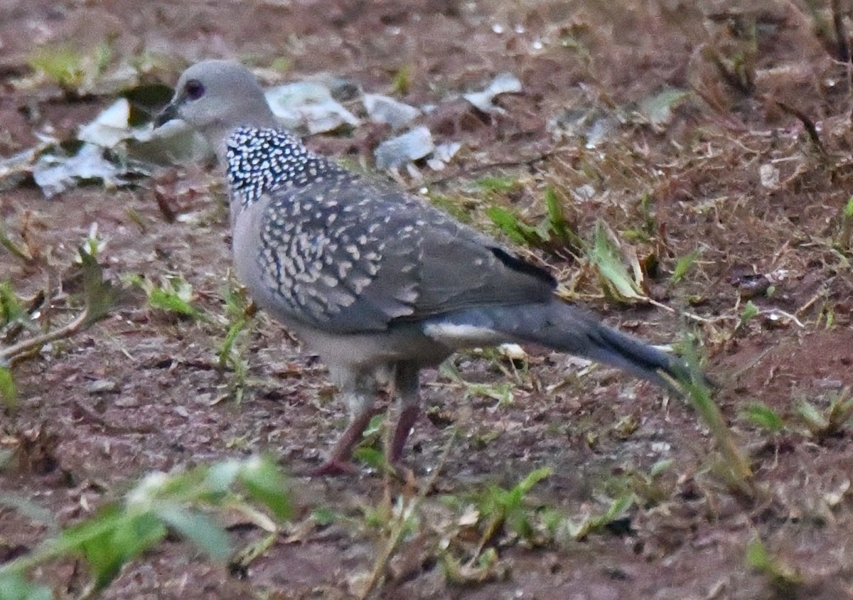 Spotted Dove - ML646337148