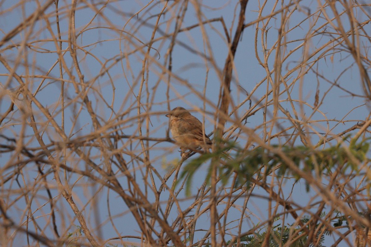 Antzandobi isabeldarra - ML646337149