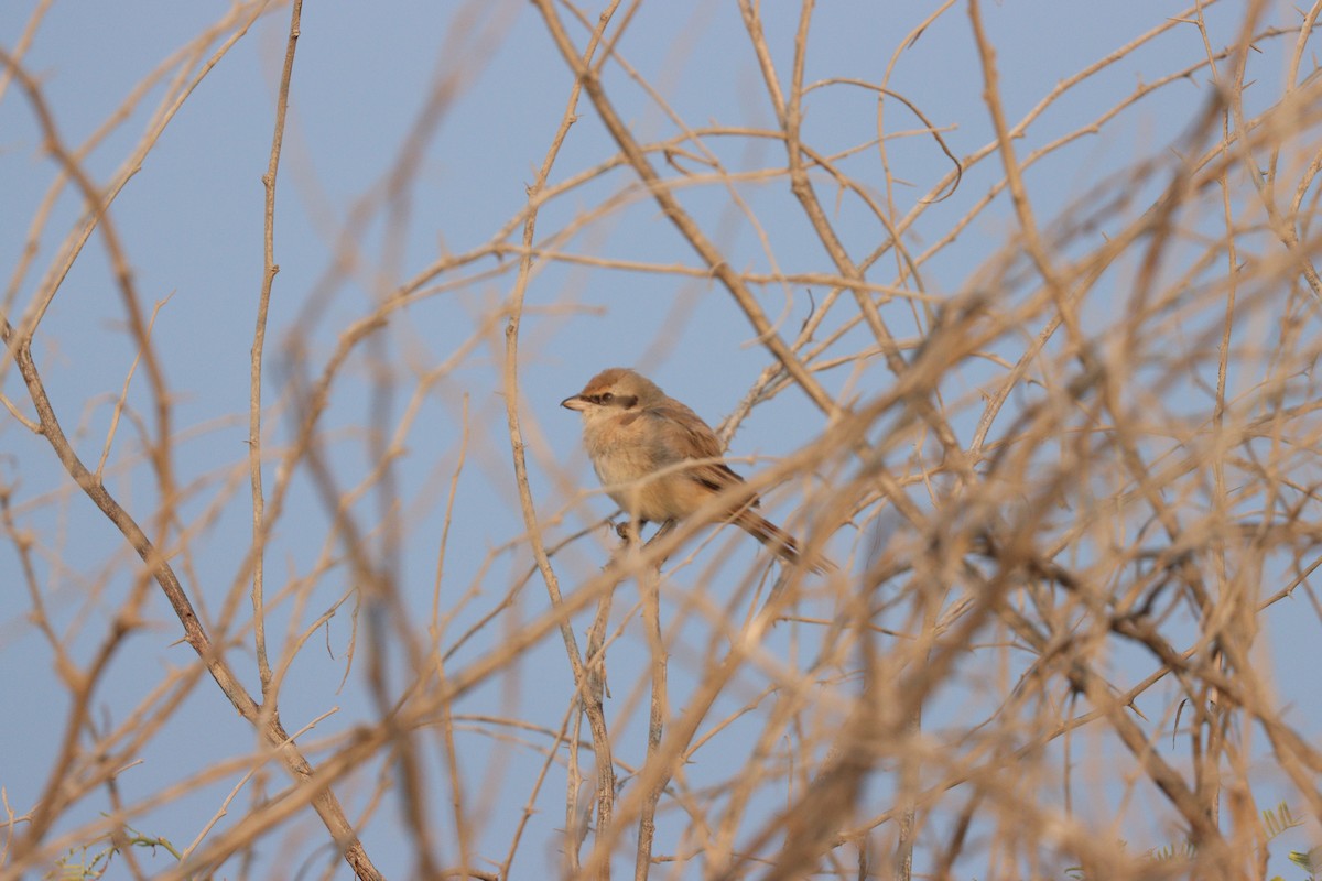 Antzandobi isabeldarra - ML646337150