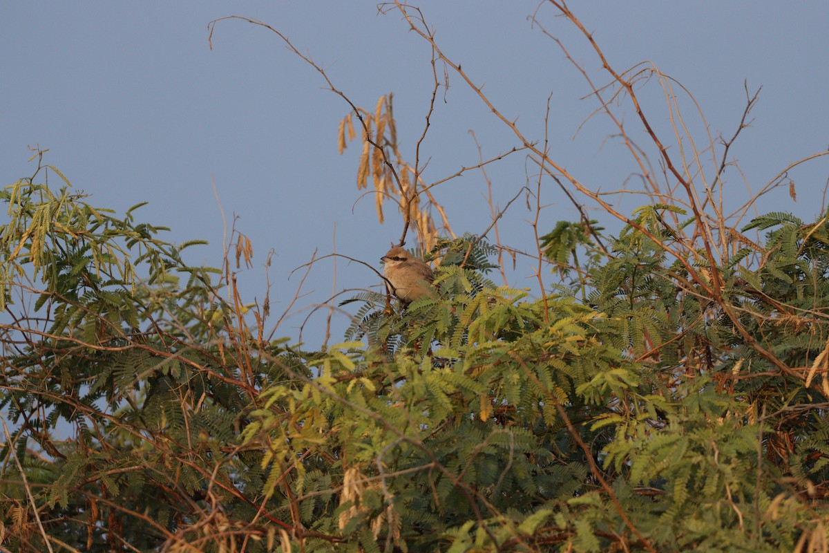 Antzandobi isabeldarra - ML646337151