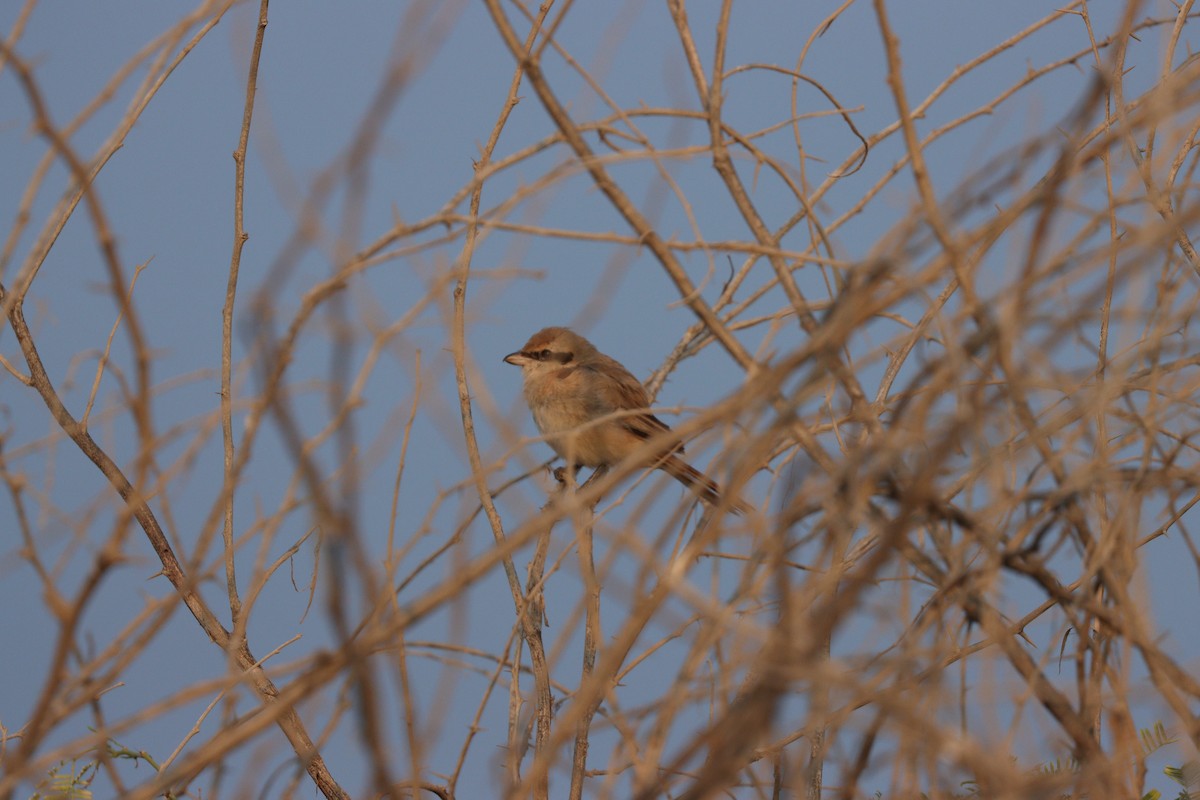Antzandobi isabeldarra - ML646337152