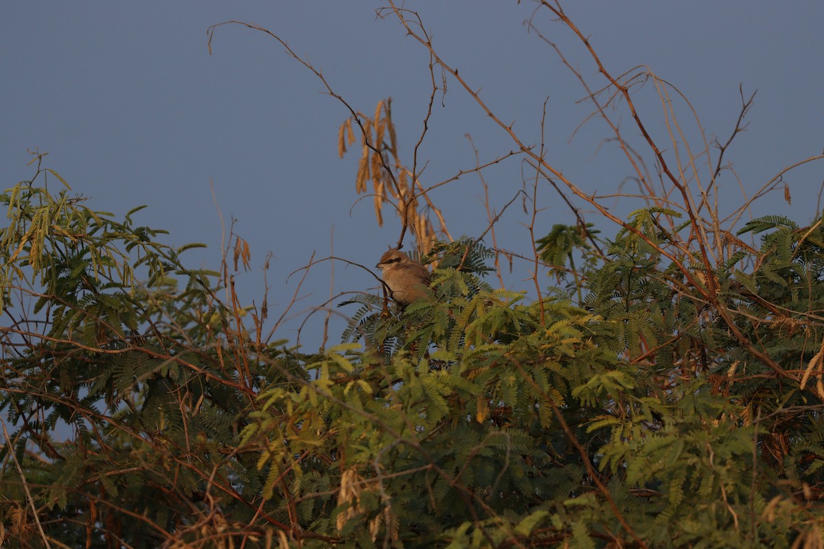 Antzandobi isabeldarra - ML646337153