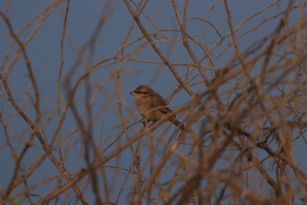 Antzandobi isabeldarra - ML646337154