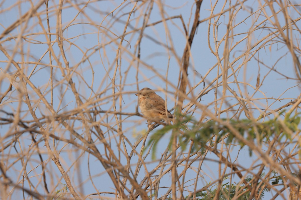 Antzandobi isabeldarra - ML646337155