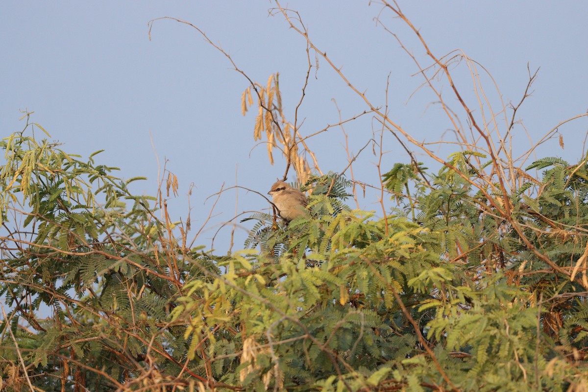 Antzandobi isabeldarra - ML646337157