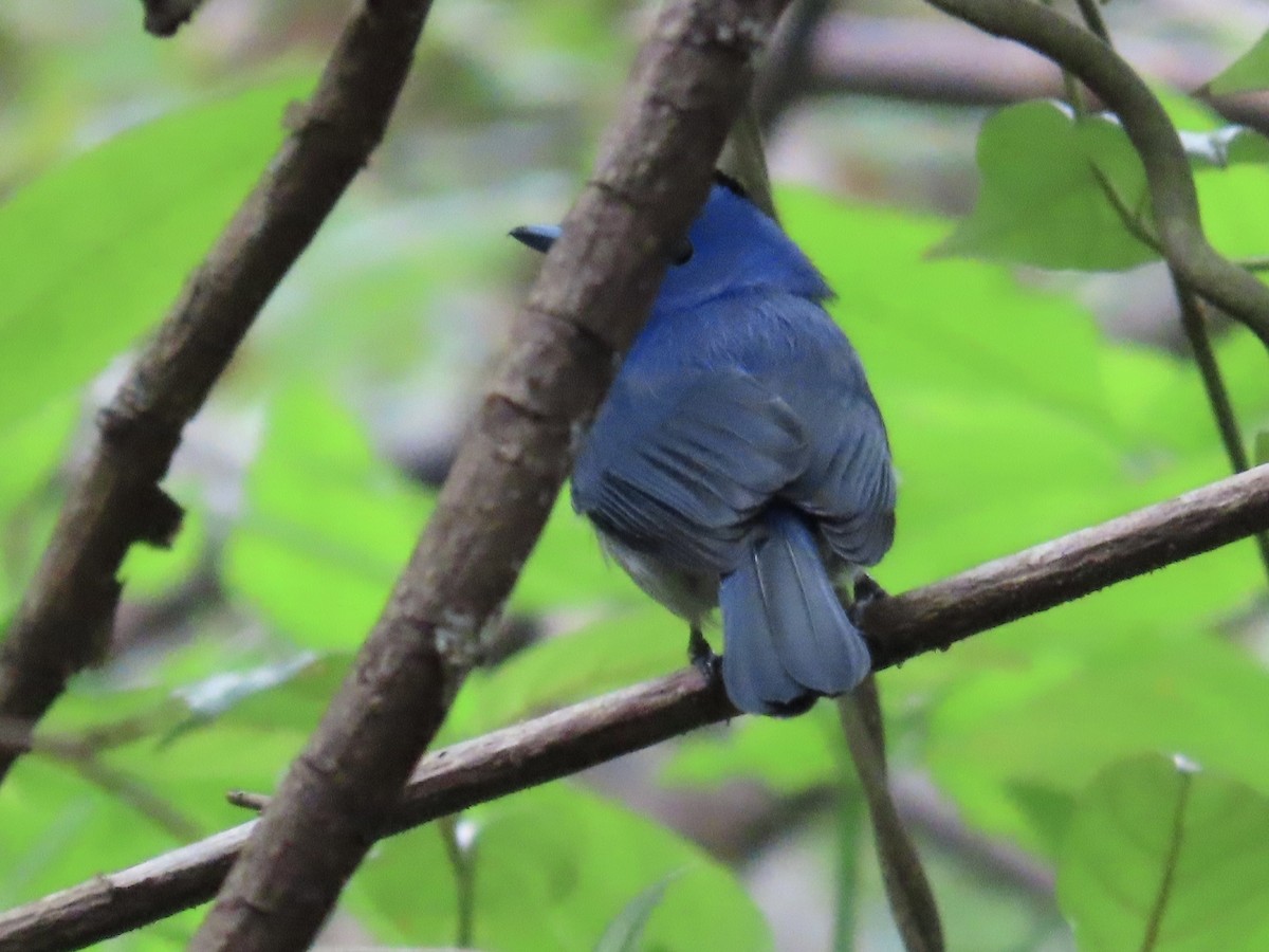 Black-naped Monarch - ML646337158