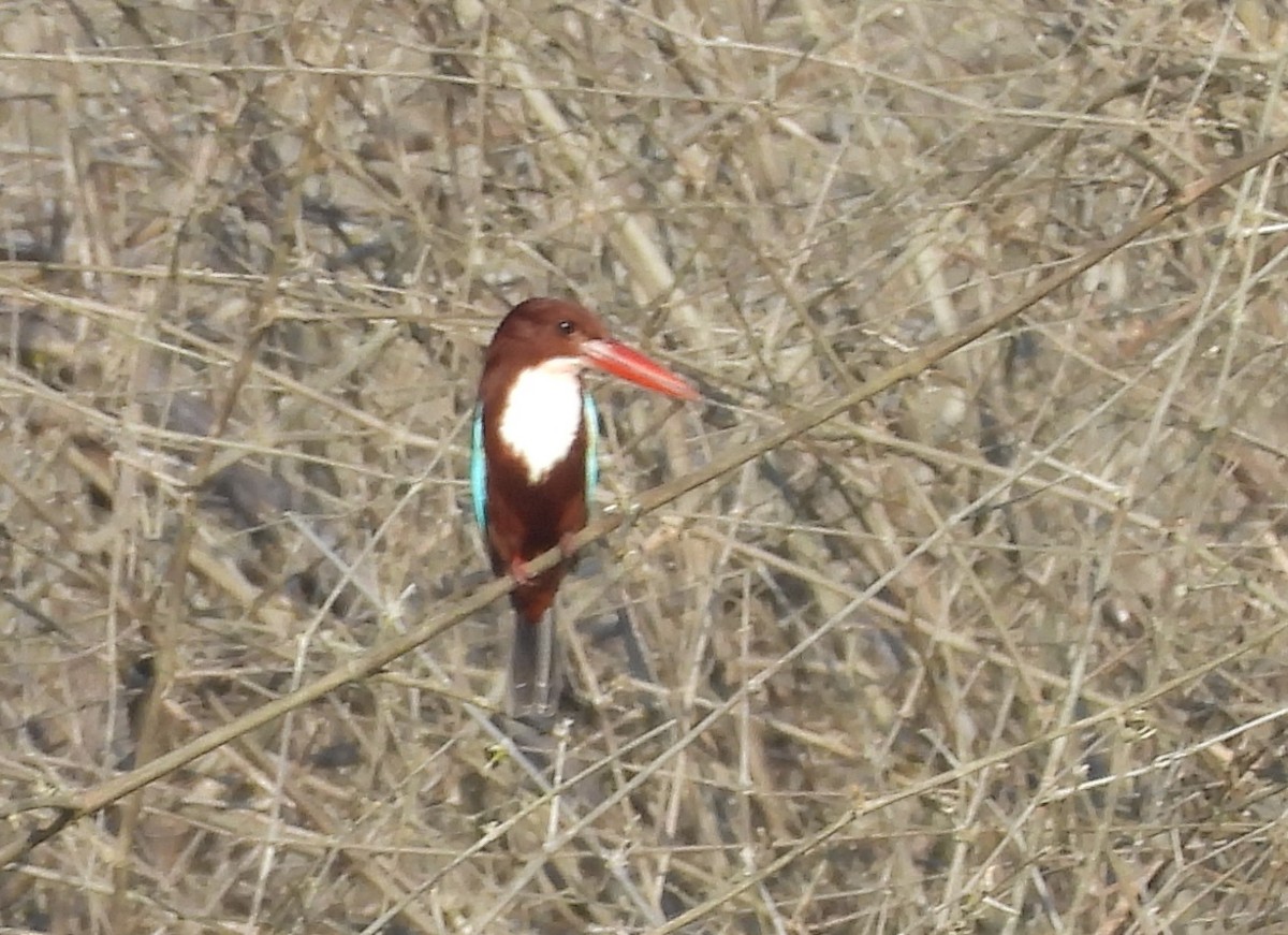 White-throated Kingfisher - ML646337159