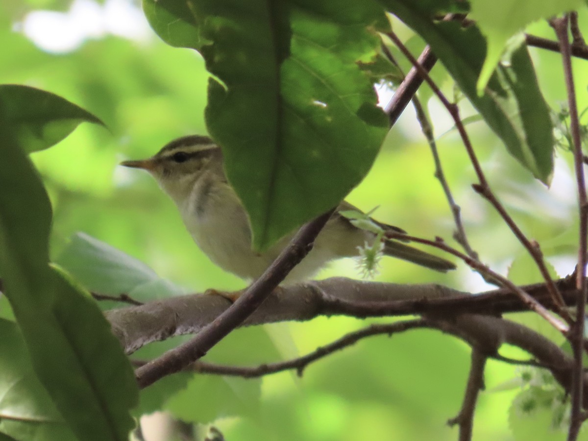 Ipar-txioa - ML646337161