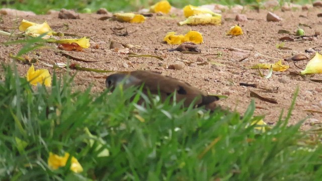 Blue-spotted Wood-Dove - ML646337163