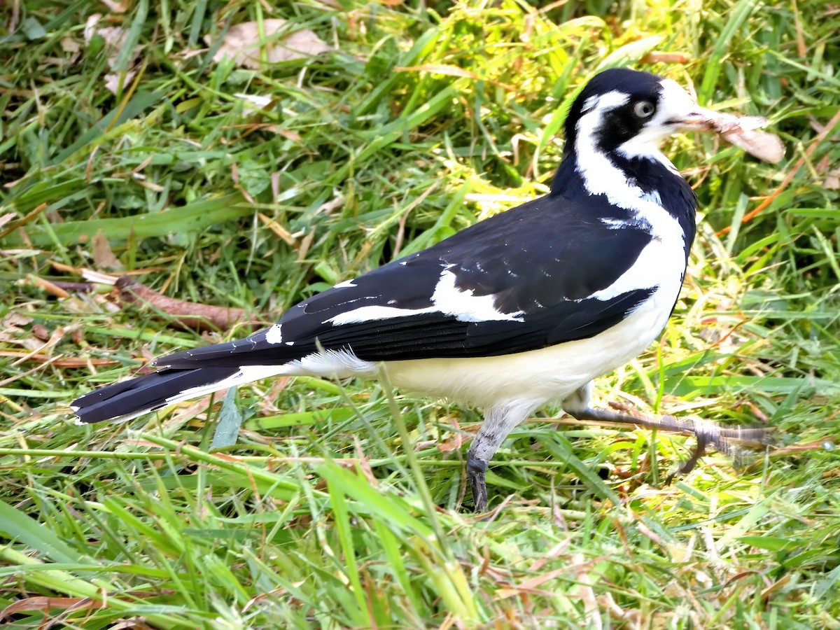 Magpie-lark - ML646337164