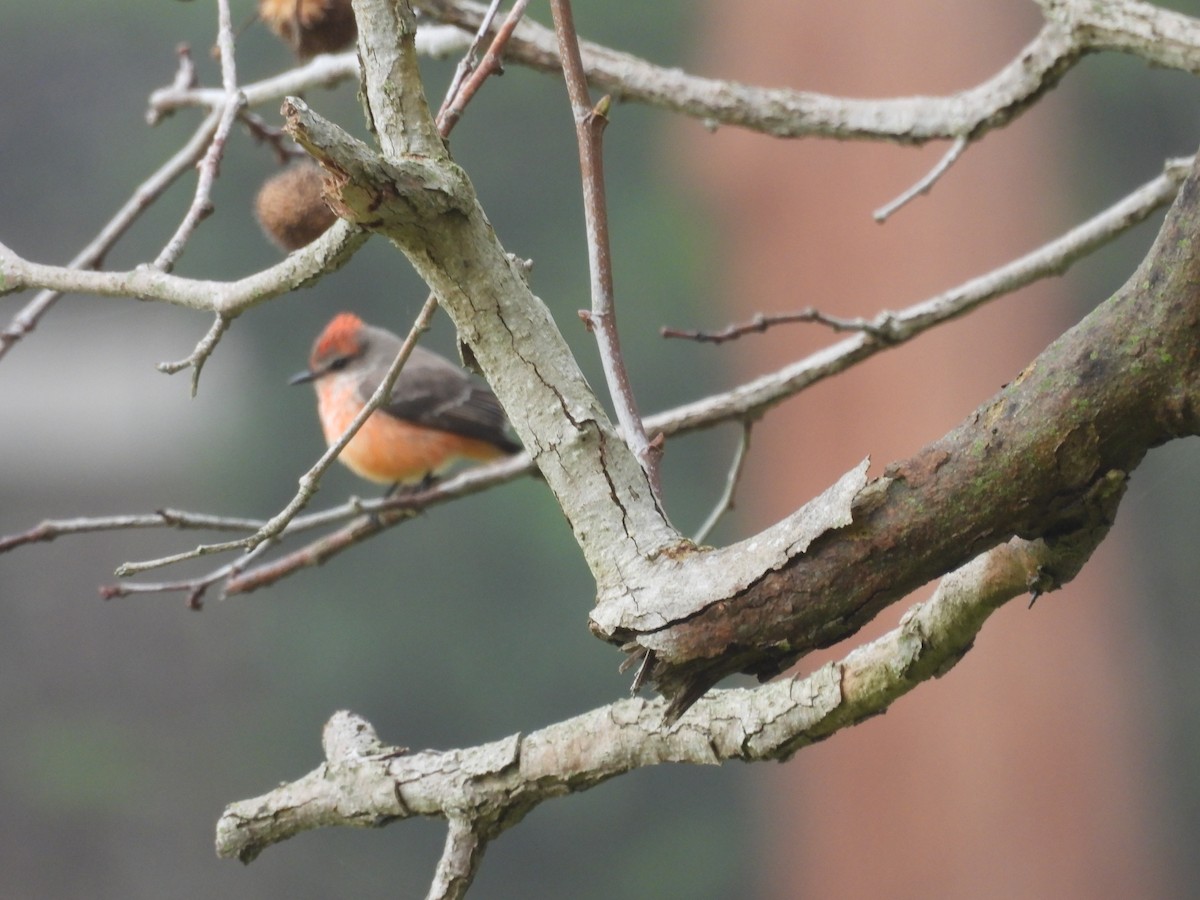 Vermilion Flycatcher - ML646337165