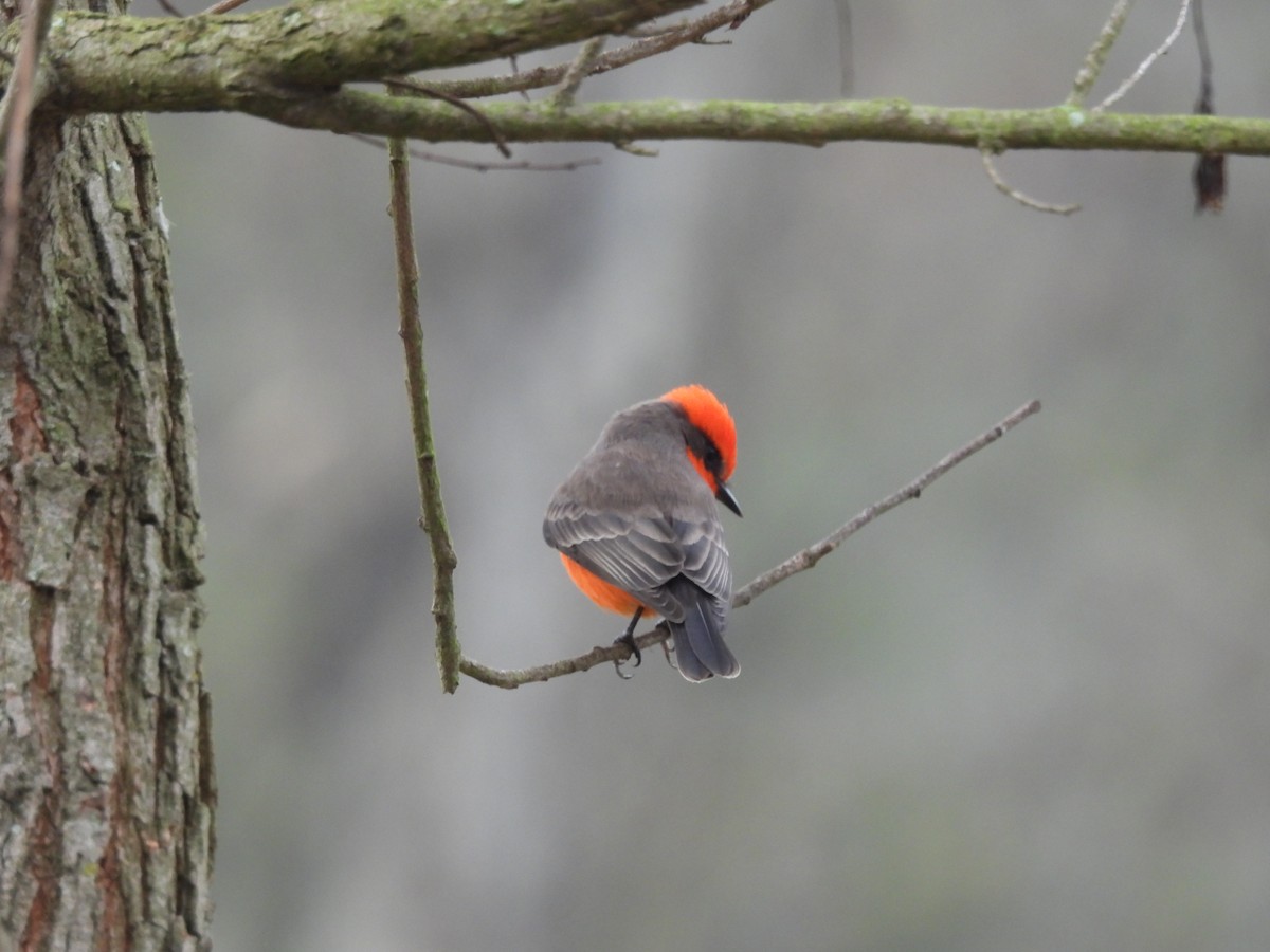 Vermilion Flycatcher - ML646337166