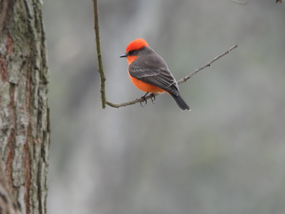 Vermilion Flycatcher - ML646337167