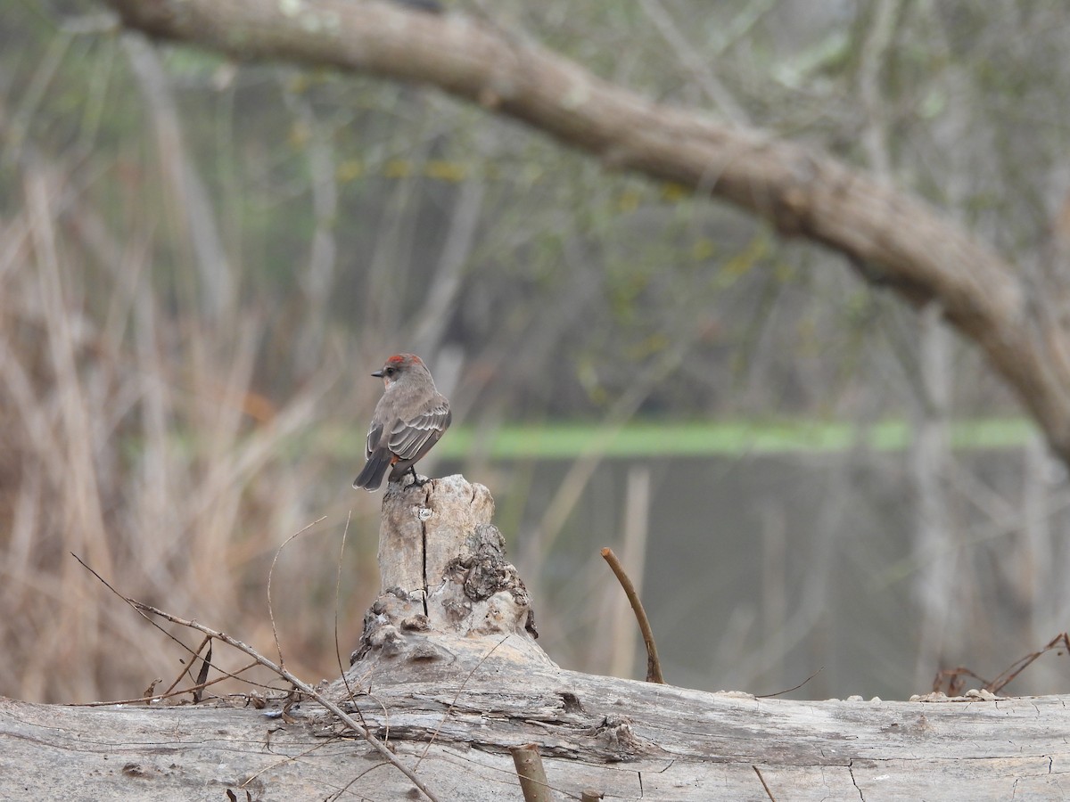 Vermilion Flycatcher - ML646337168