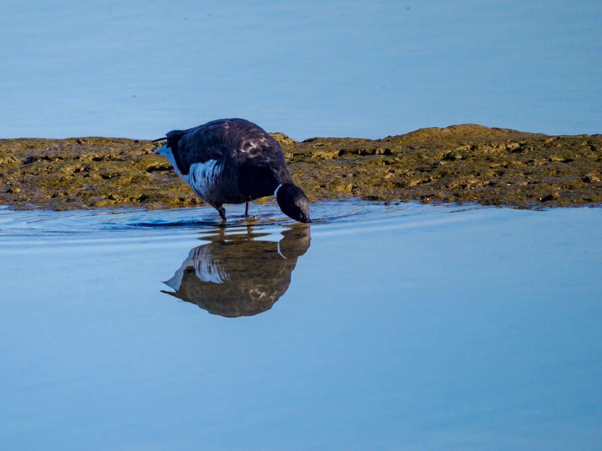 Branta musubeltza - ML646337170