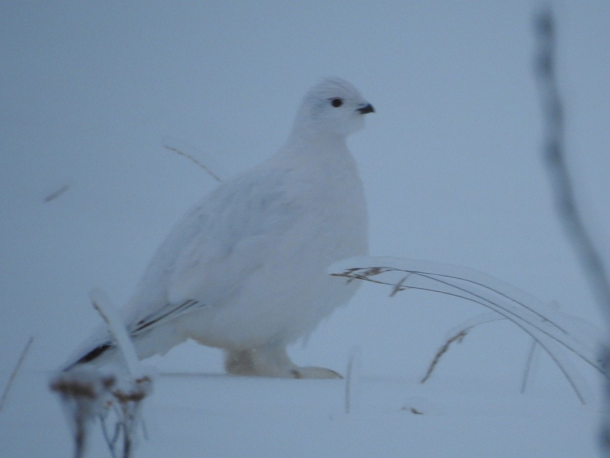 Moorschneehuhn - ML646337174