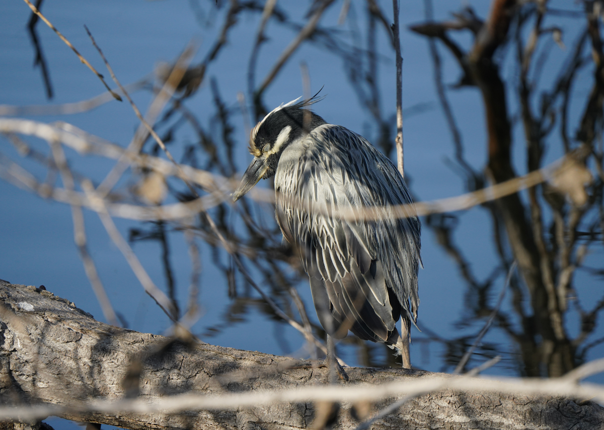אנפת לילה צהובת-כיפה - ML646337177