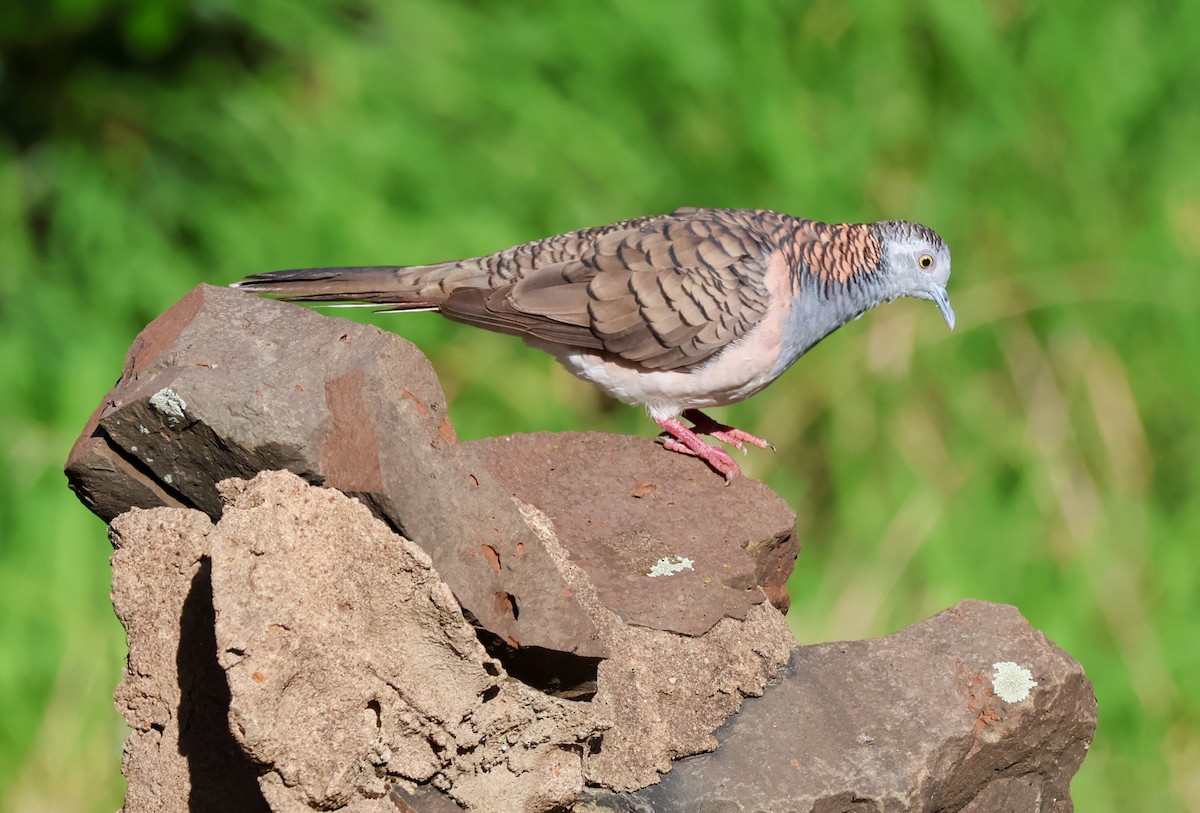 Bar-shouldered Dove - ML646337179
