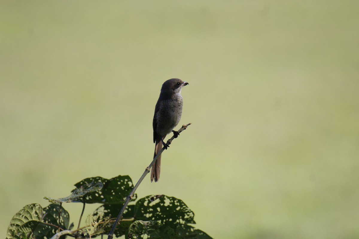 Gray-backed Shrike - ML646337182