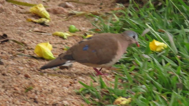 Blue-spotted Wood-Dove - ML646337186