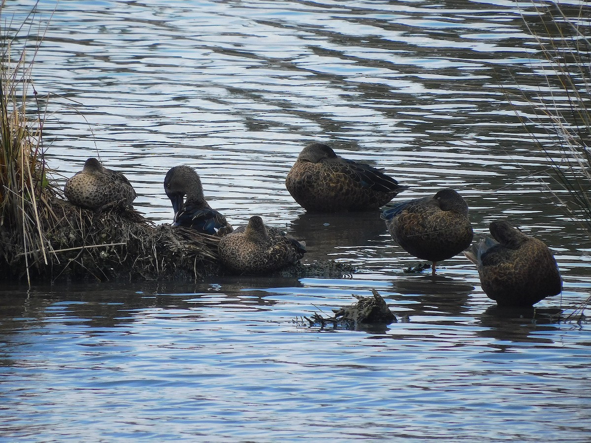 Ahate mokozabal australiarra - ML646337187