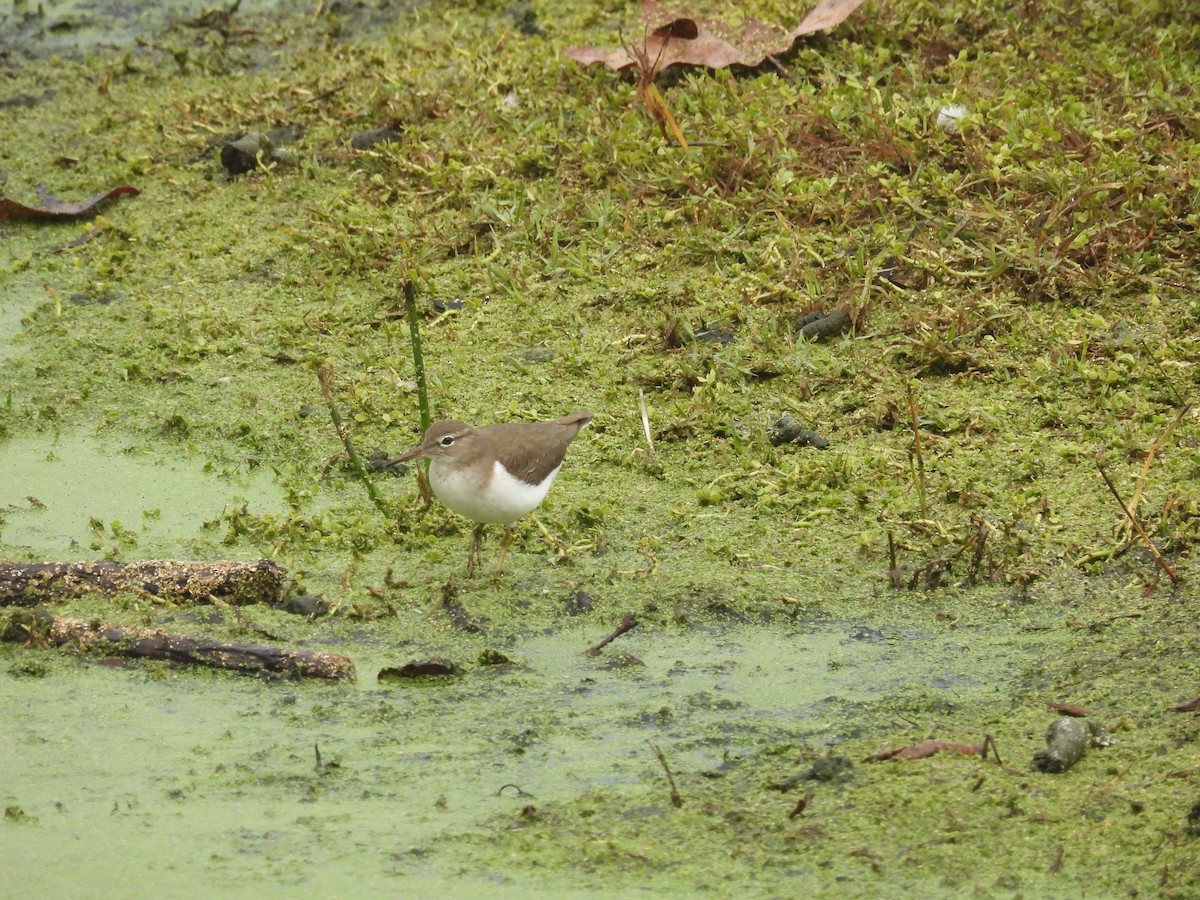 Spotted Sandpiper - ML646337188