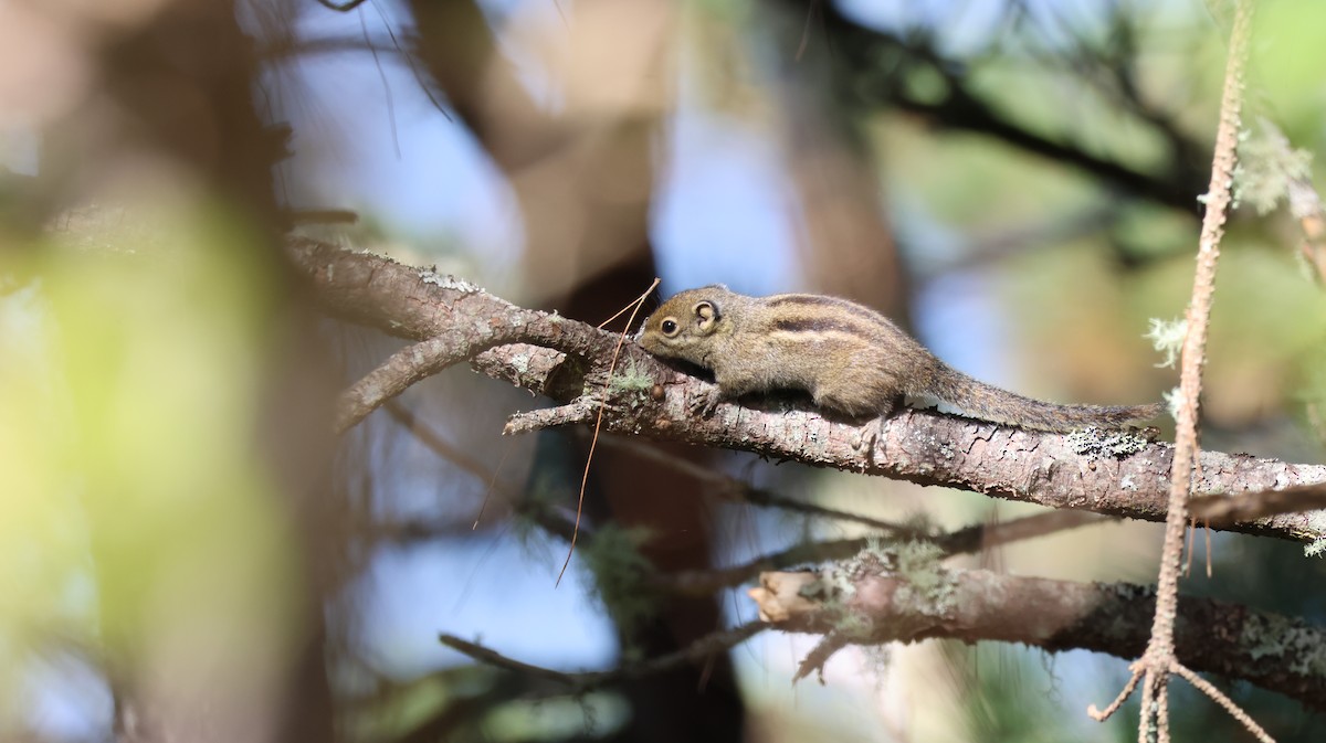 Maritime Striped Squirrel - ML646337189