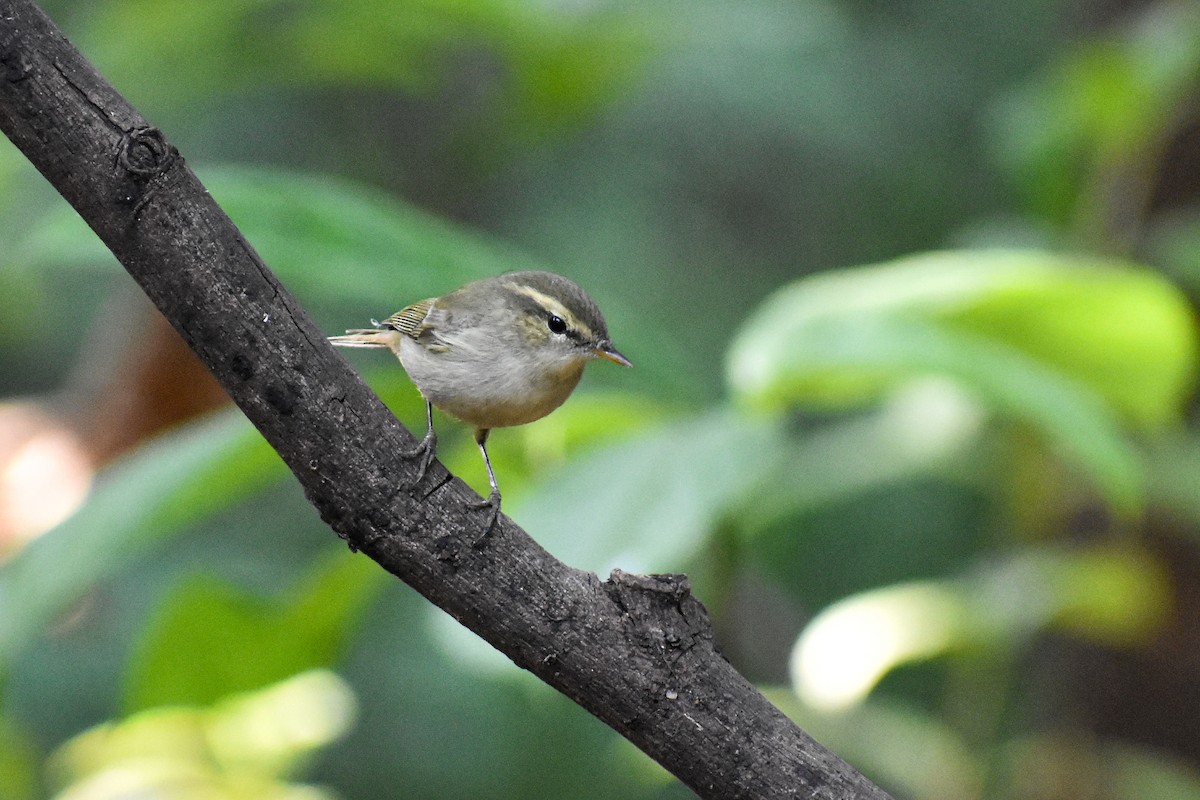 budníček zelený - ML646337196