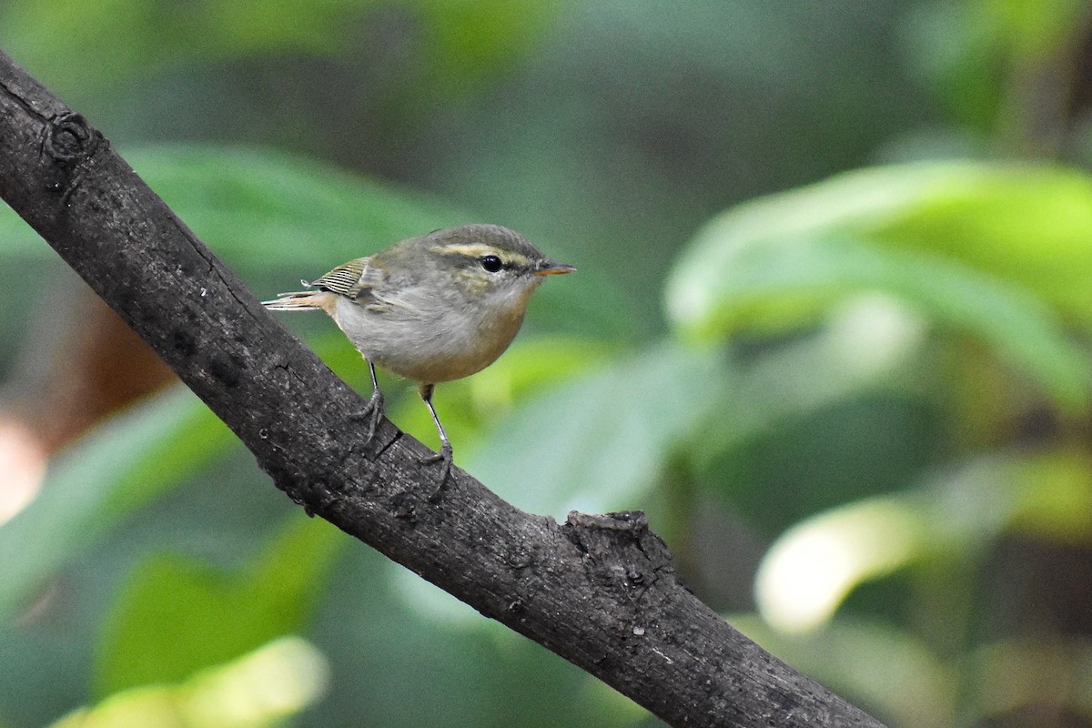 budníček zelený - ML646337197