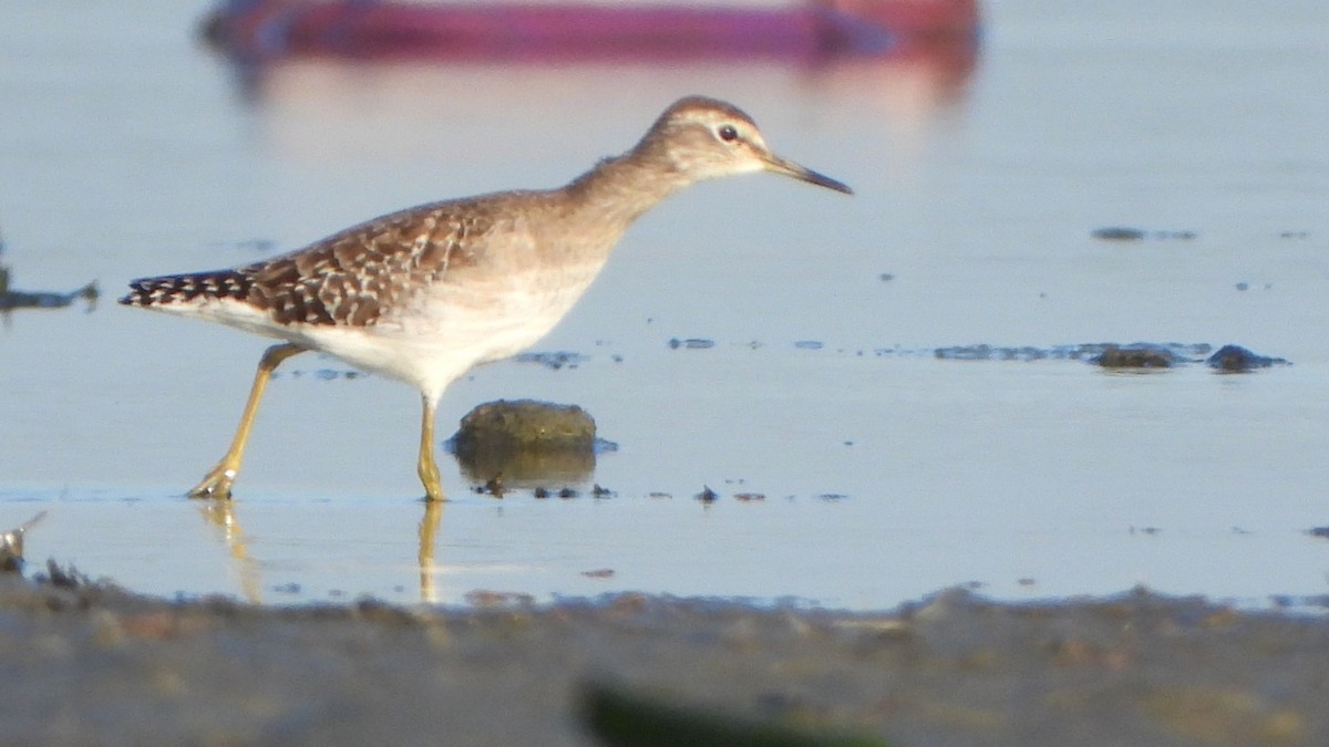 vodouš bahenní - ML646337204