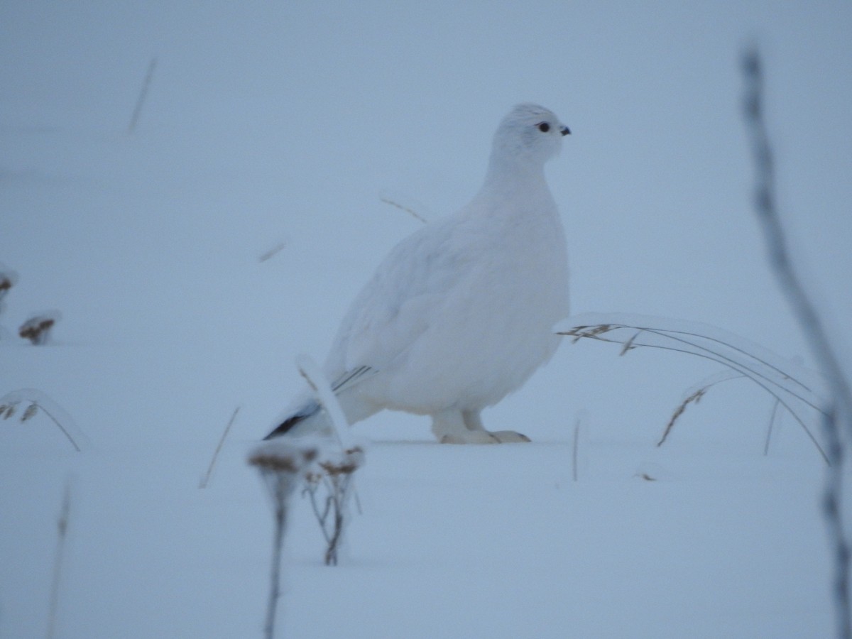 Moorschneehuhn - ML646337205