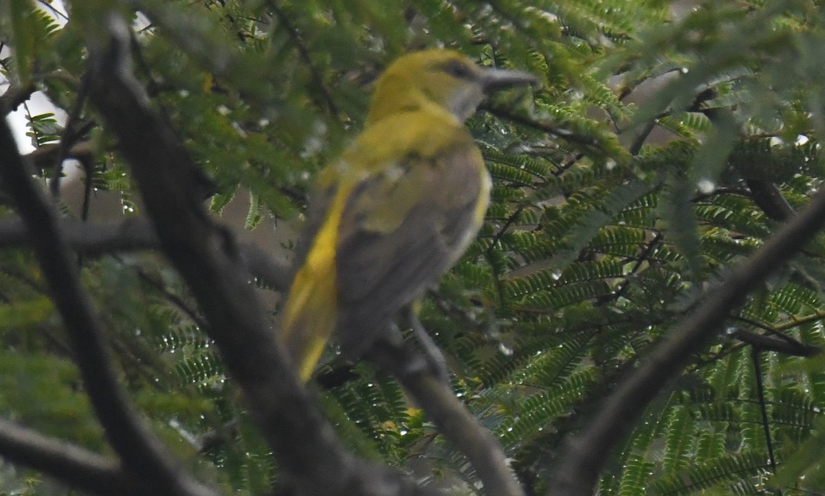Indian Golden Oriole - ML646337206