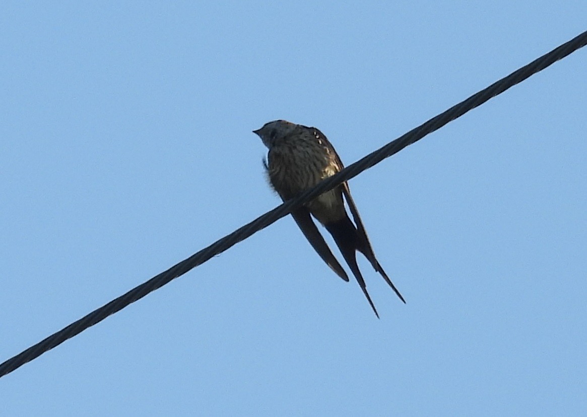 Eastern Red-rumped Swallow - ML646337216