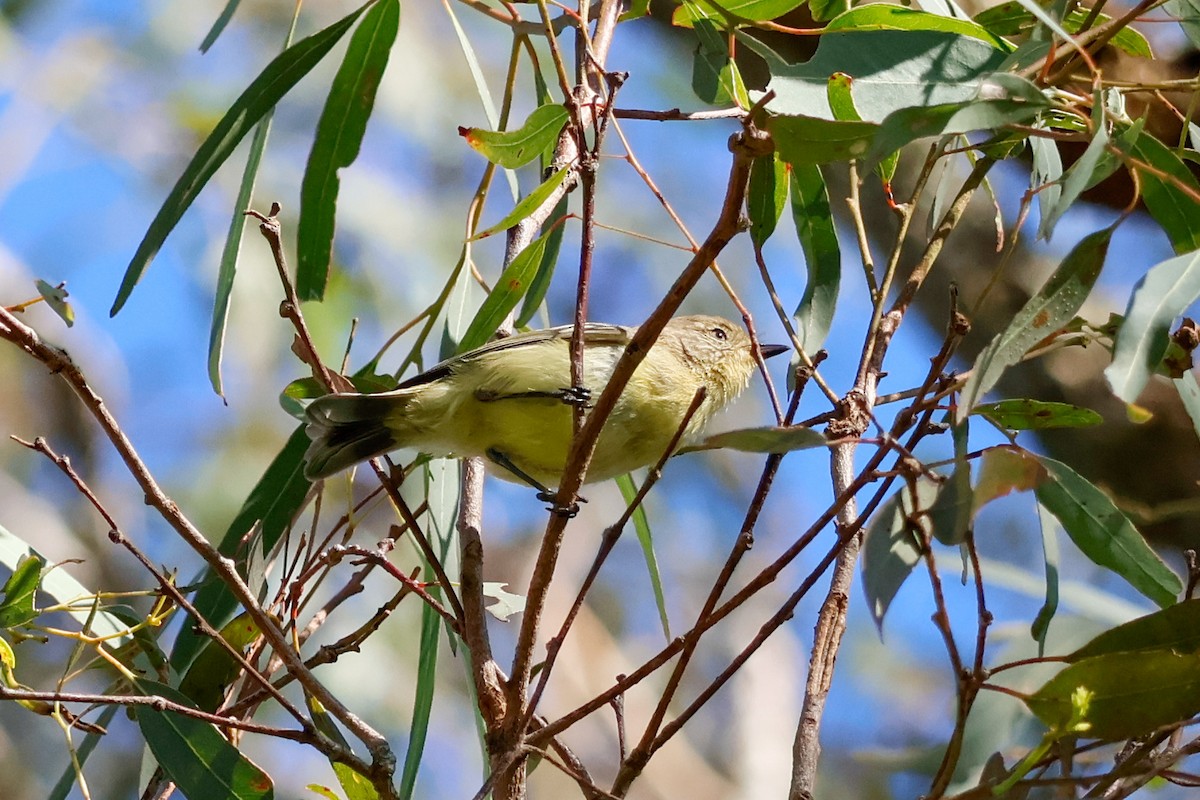 Buff-rumped Thornbill - ML646337218