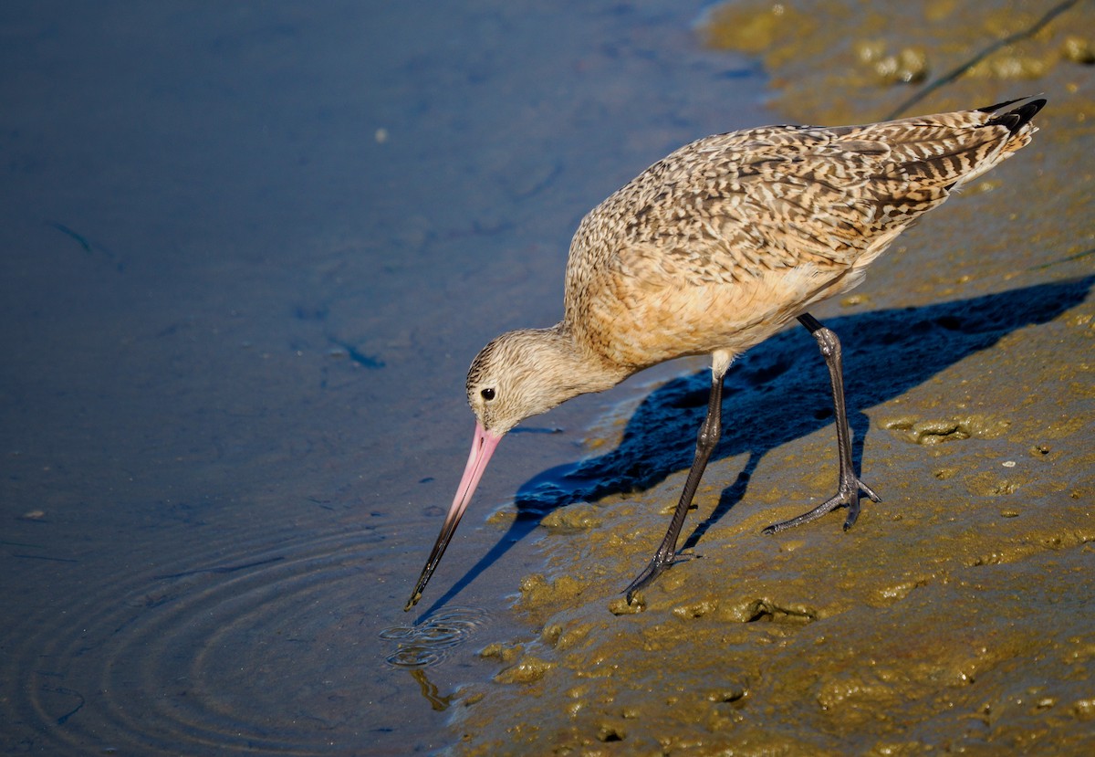 Marbled Godwit - ML646337220