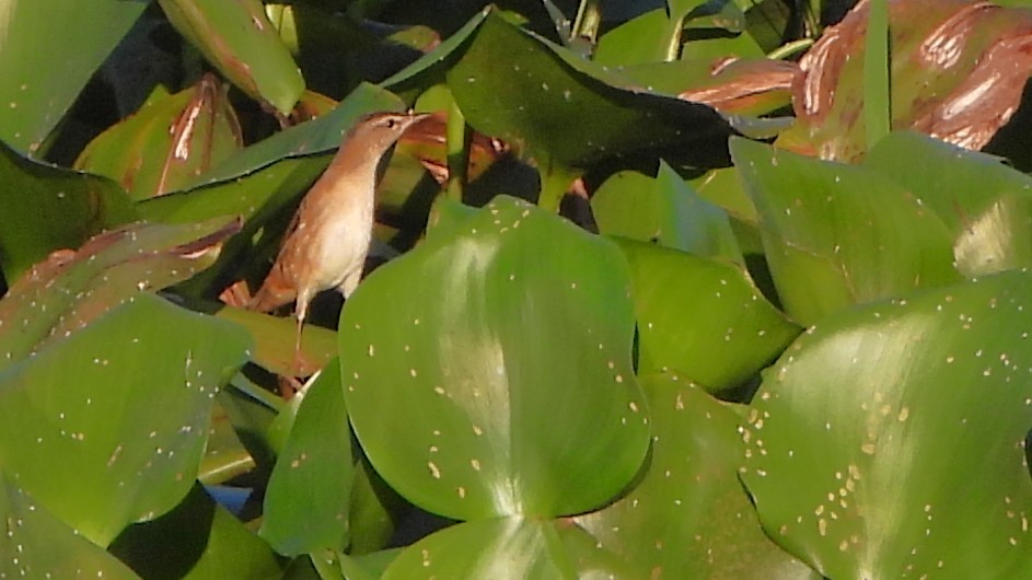 Pallas's Grasshopper Warbler - ML646337221