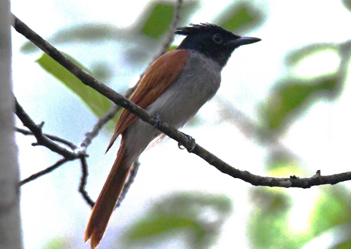 Indian Paradise-Flycatcher - ML646337223