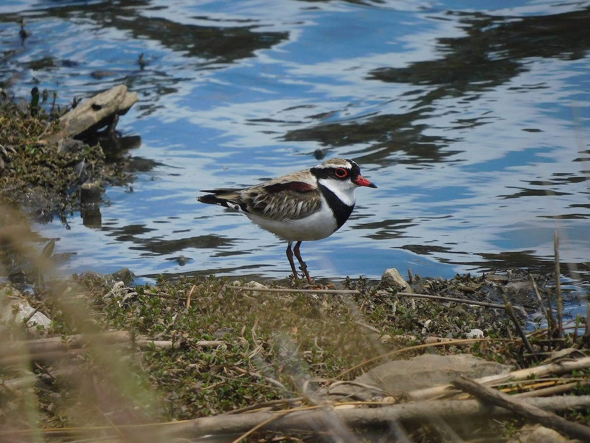 Black-fronted Dotterel - ML646337225