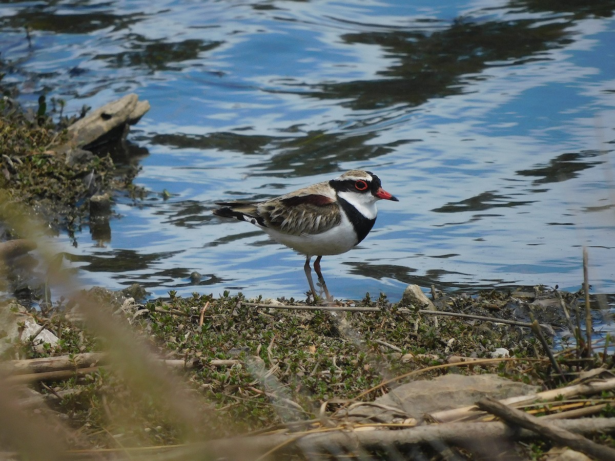 Black-fronted Dotterel - ML646337226