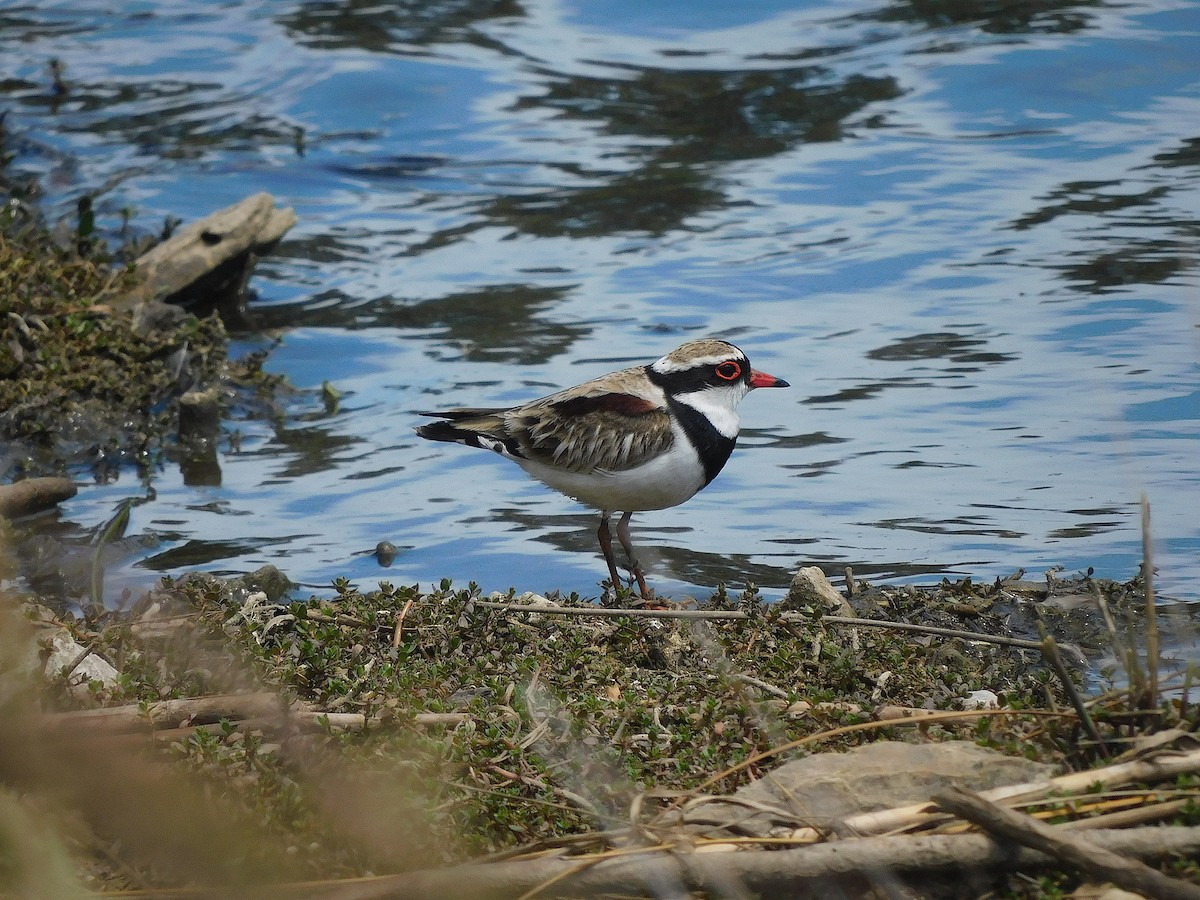 Black-fronted Dotterel - ML646337227
