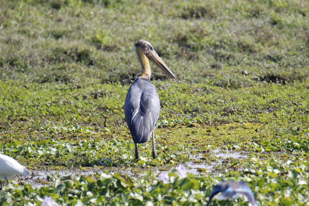 Lesser Adjutant - ML646337228