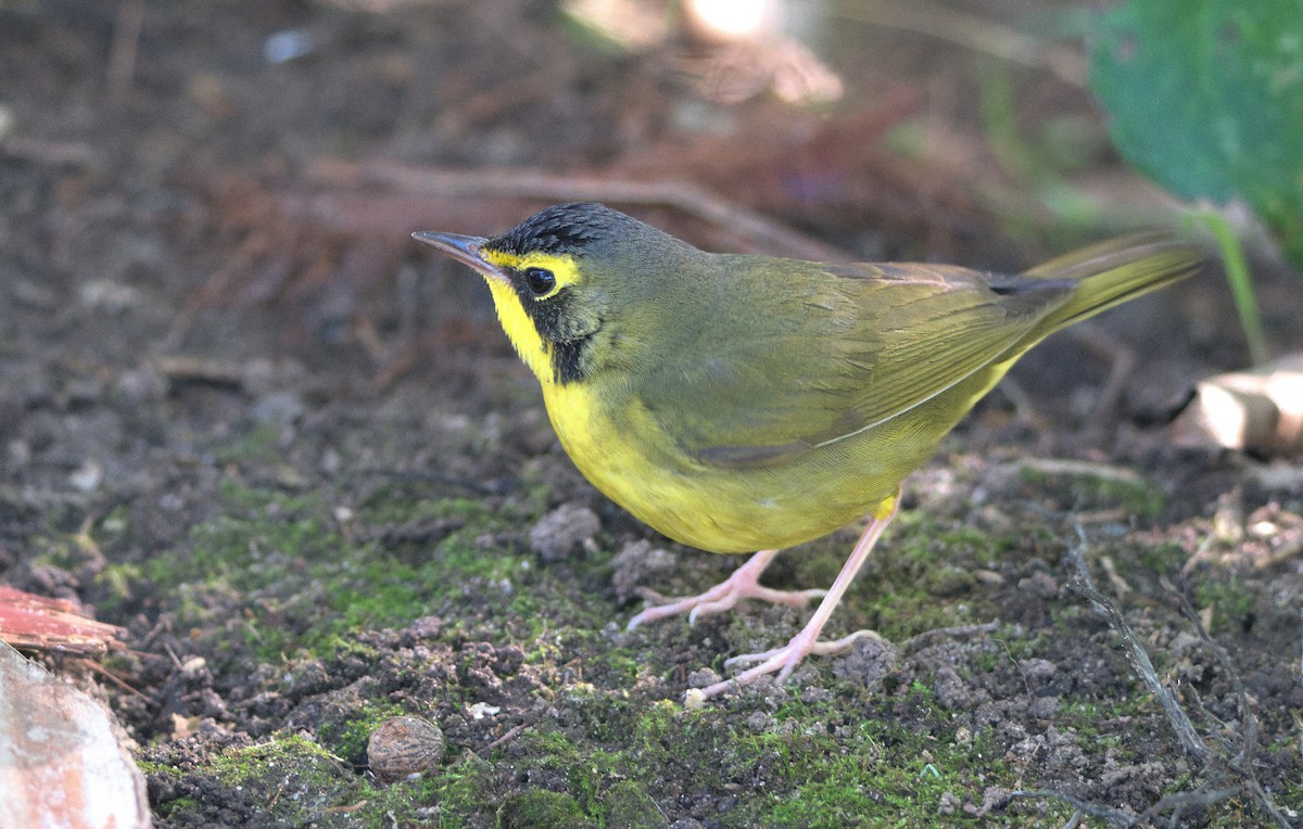 kentuckyparula - ML646337229